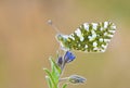 Euchloe ausonia , The eastern dappled white butterfly on flower Royalty Free Stock Photo