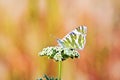 Euchloe belemia , green-striped white butterfly , butterflies of Iran Royalty Free Stock Photo