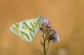 Euchloe belemia , green-striped white butterfly , butterflies of Iran Royalty Free Stock Photo