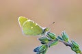 The Euchloe transcaspica butterfly on flower , butterflies of Iran Royalty Free Stock Photo