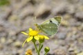 The Euchloe transcaspica butterfly on yellow flower Royalty Free Stock Photo