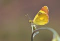 The Euchloe ziayani butterfly on flower , butterflies of Iran Royalty Free Stock Photo