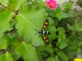 euchromia folletii or wasp moth