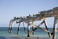 Eucla The Old Jetty and Shags