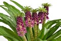 Eucomis 'Aloha Lily Leia' Royalty Free Stock Photo