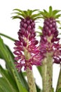 Eucomis 'Aloha Lily Leia' Royalty Free Stock Photo