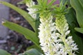 Eucomis autumnalis, Autumn pineapple flower, Autumn pineapple lily Royalty Free Stock Photo