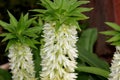 Eucomis autumnalis, Autumn pineapple flower