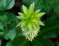 Eucomis bicolor flower in summer cottage garden border