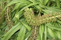 Green and brown inflorescence of Eucomis comosa Royalty Free Stock Photo