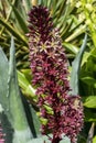 Eucomis comosa `Oakhurst` Royalty Free Stock Photo