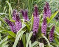 Purple and magenta flower spikes of Pineapple Lily, Eucomis `Joy`s Purple`, in garden border. Raindrops on leaves. Royalty Free Stock Photo
