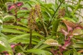 Eucomis Leia  in garden Royalty Free Stock Photo