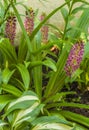 Eucomis Leia  in garden Royalty Free Stock Photo