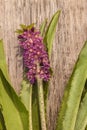 Eucomis Leia  on a wooden table. Flat lay Royalty Free Stock Photo
