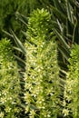 Eucomis montana Royalty Free Stock Photo