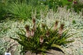 Eucomis pallidiflora subsp. pole-evansii blooms in July. Potsdam, Germany