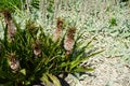 Eucomis pallidiflora subsp. pole-evansii blooms in July. Potsdam, Germany