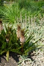 Eucomis pallidiflora subsp. pole-evansii blooms in July. Potsdam, Germany