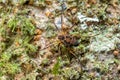 Eucynortula albipunctata, species of arachnids. Tortuguero, Costa Rica wildlife. Royalty Free Stock Photo