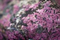 Eudialyte Royalty Free Stock Photo