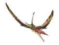 Eudimorphodon flying prehistoric reptile, photorealistic representation. Dynamic view.