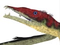 Eudimorphodon Pterosaur Head