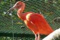 Scarlet Ibis at the Ho Chi Minh City zoo