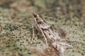 Eudonia angustea micro moth