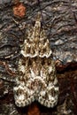Eudonia mercurella micro moth