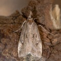 Eudonia pallida micro moth