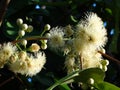 Flowers of Eugenia javanica, Maldives