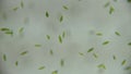 Euglena is a genus of protozoa.