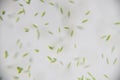 Euglena Royalty Free Stock Photo