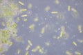 Euglena