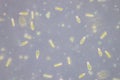 Euglena