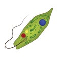 euglena green. Anatomy of unicellular organisms.