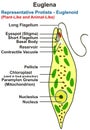 Euglena structure infographic diagram genus of single celled flagellated