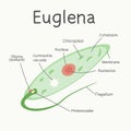 Euglena - the structure of the microorganism. Vector graphics.