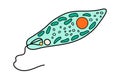 Euglena Viridis proteus science icon with nucleus, vacuole, contractile. Biology education laboratory cartoon protozoa