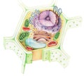 Eukaryote vegetal Cell drawing