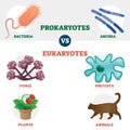 Eukaryote vs Prokaryote cell type organisms educational set Royalty Free Stock Photo