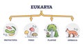 Eukaryotes and eukarya as enclosed nucleus organisms division outline diagram
