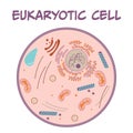 Eukaryotic Cell vector illustratration graphic