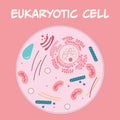 Eukaryotic Cell vector illustratration graphic