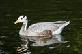 Eulabeia, Anser indica, Bar-headed Goose Royalty Free Stock Photo