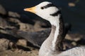 Eulabeia, Anser indica, Bar-headed Goose Royalty Free Stock Photo