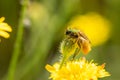 Eulasia nitidicollis glaphyrid beetle macro on top of a flower. Royalty Free Stock Photo