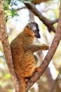Eulemur rufifrons Royalty Free Stock Photo