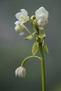 Eulophia nuda (spectacular eulophia, Amarkand) Royalty Free Stock Photo